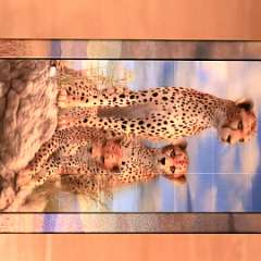 15: 3D Magne Puzzle-Cheetahs 32