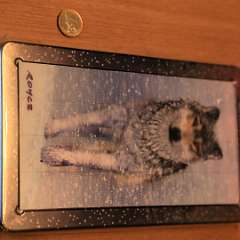 10: 3D Magne Puzzle-Wolf 32