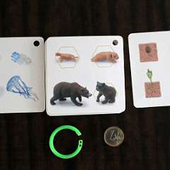 12: Growth34Species