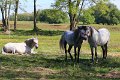 IMG_4653